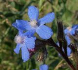 Anchusa azurea. Часть соцветия. Ростовская обл., Азовский р-н, окр. с. Кугей, на обочине дороги. 06.06.2011.