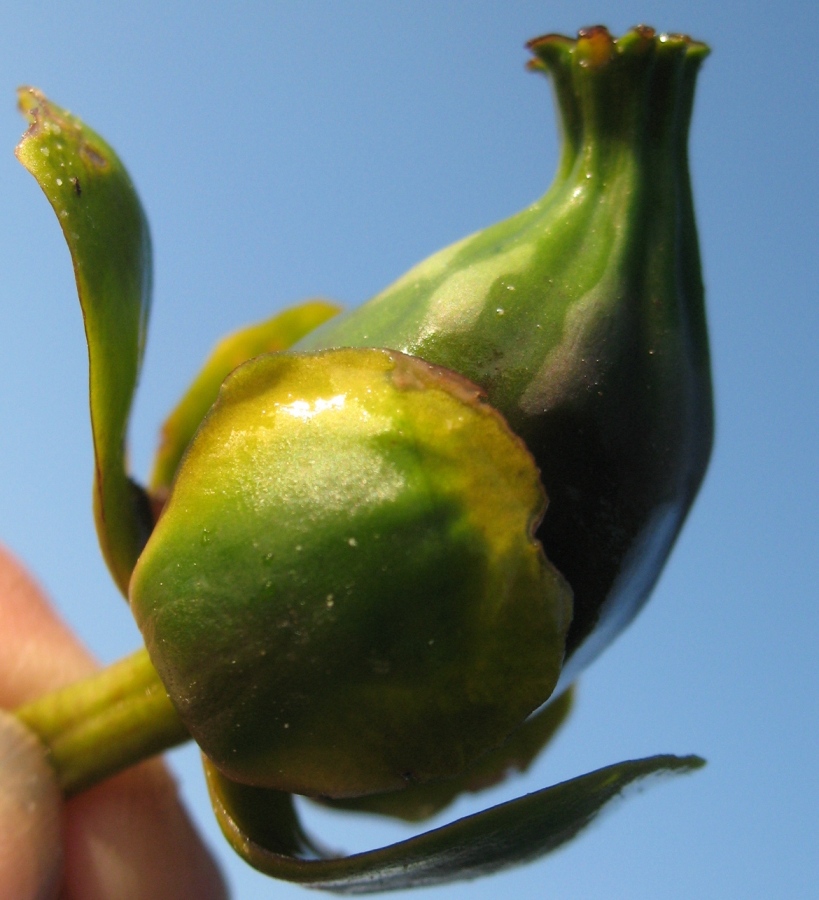 Image of Nuphar pumila specimen.