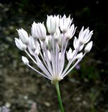 Allium leucosphaerum