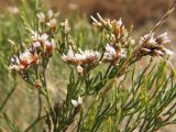 Limonium caspium. Верхушка растения с соплодием. Украина, Донецкая обл., Новоазовский р-н, Кривая коса, НПП \"Меотида\", солончак. 08.08.2011.