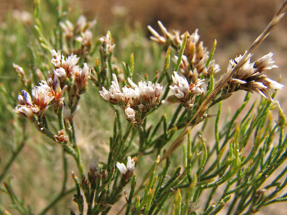 Image of Limonium caspium specimen.