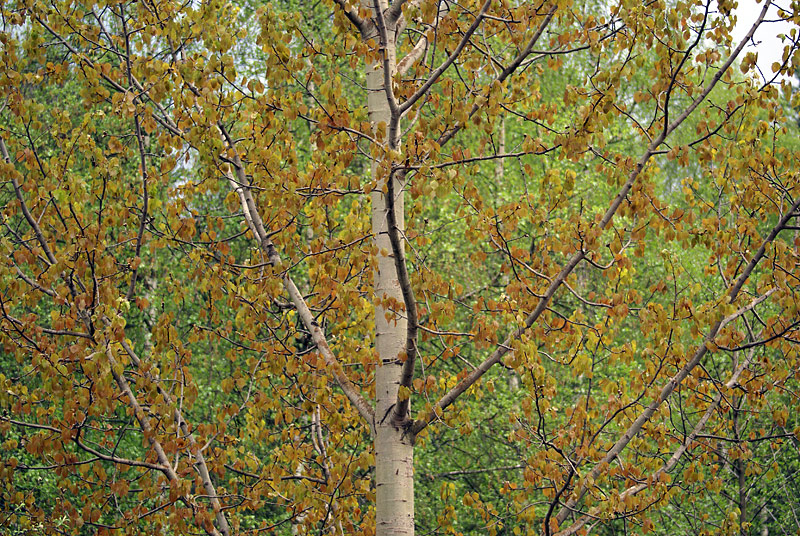 Image of Populus tremula specimen.