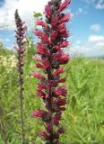 Echium russicum