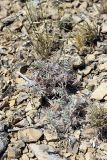 Oxytropis trichocalycina. Вегетирующее растение. Южный Казахстан, Верхний Боролдай, ущ. Карасай, южный гребень, высота 1450 м н.у.м. 05.07.2011.