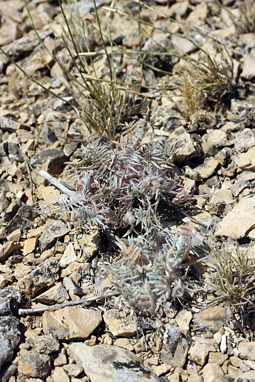 Изображение особи Oxytropis trichocalycina.