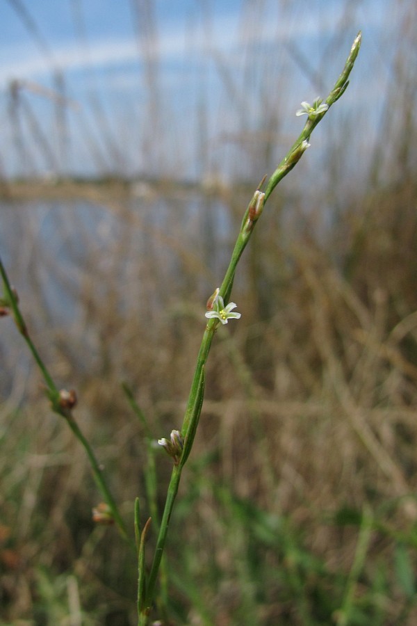 Изображение особи Polygonum patulum.