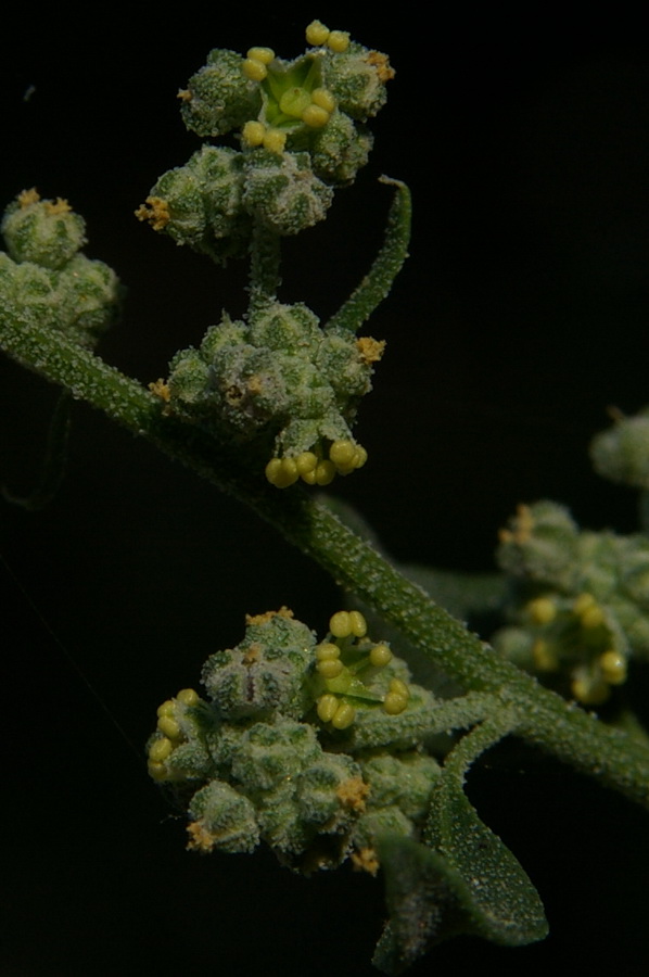 Image of Chenopodium opulifolium specimen.