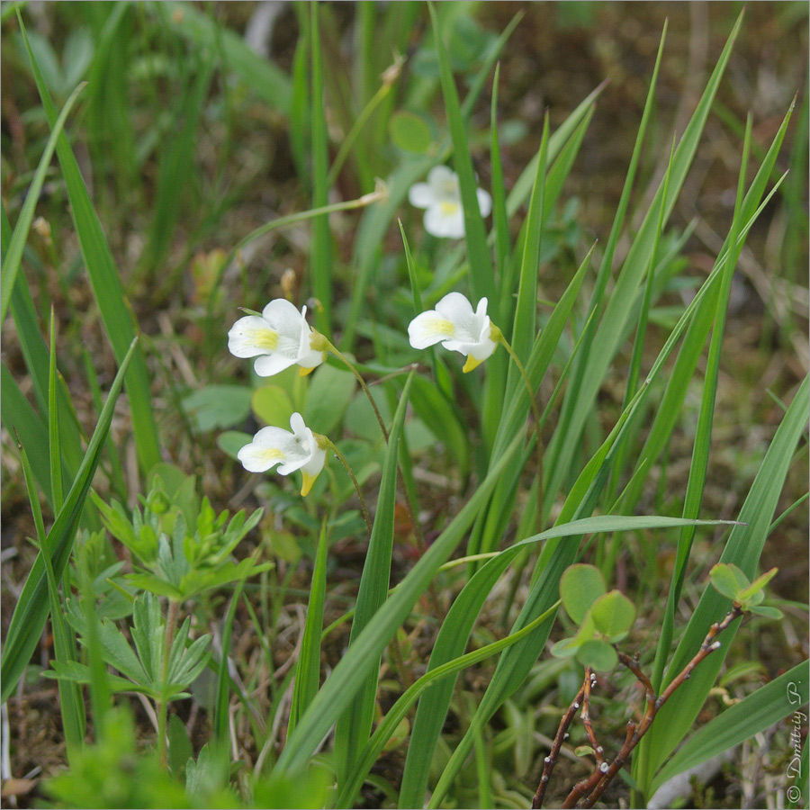 Image of Pinguicula alpina specimen.