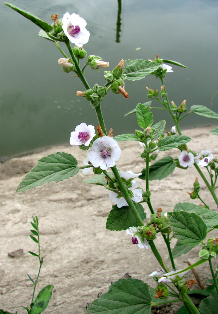Изображение особи Althaea officinalis.