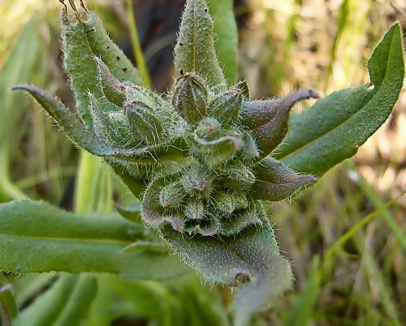 Image of Nonea rossica specimen.