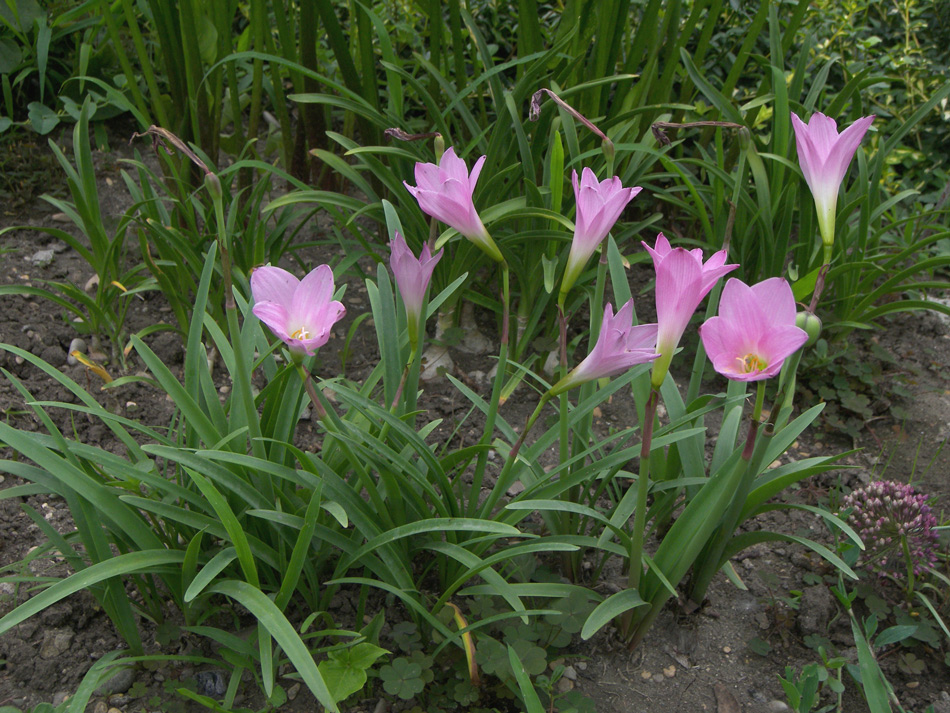 Изображение особи Zephyranthes rosea.