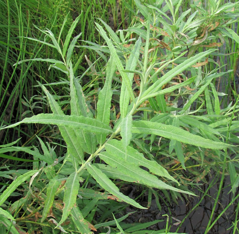 Image of Salix gmelinii specimen.