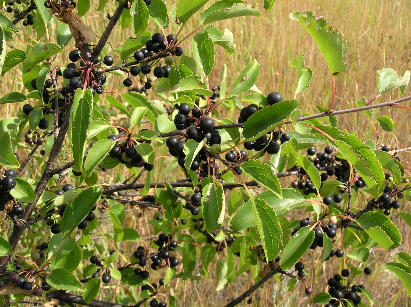 Изображение особи Rhamnus cathartica.