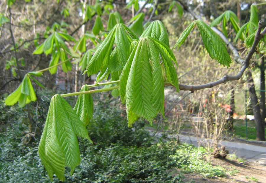 Image of Aesculus hippocastanum specimen.