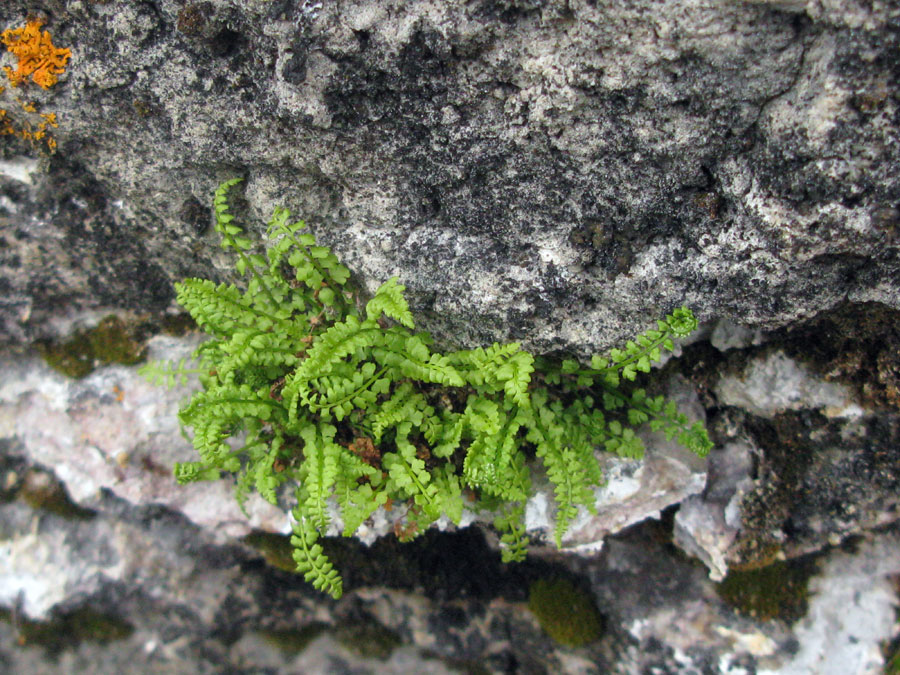 Image of Woodsia glabella specimen.