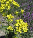 Bunias orientalis