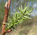 Salix cinerea