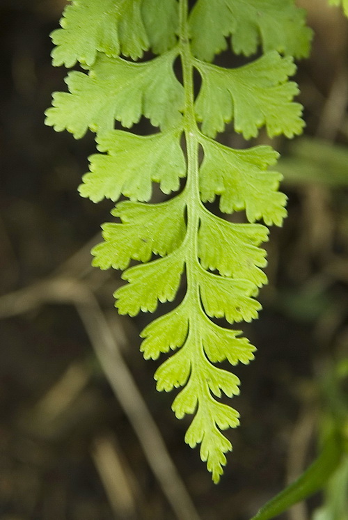 Изображение особи Dennstaedtia wilfordii.