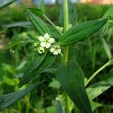 Lithospermum officinale