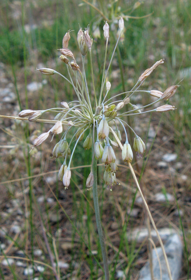 Image of Allium paczoskianum specimen.