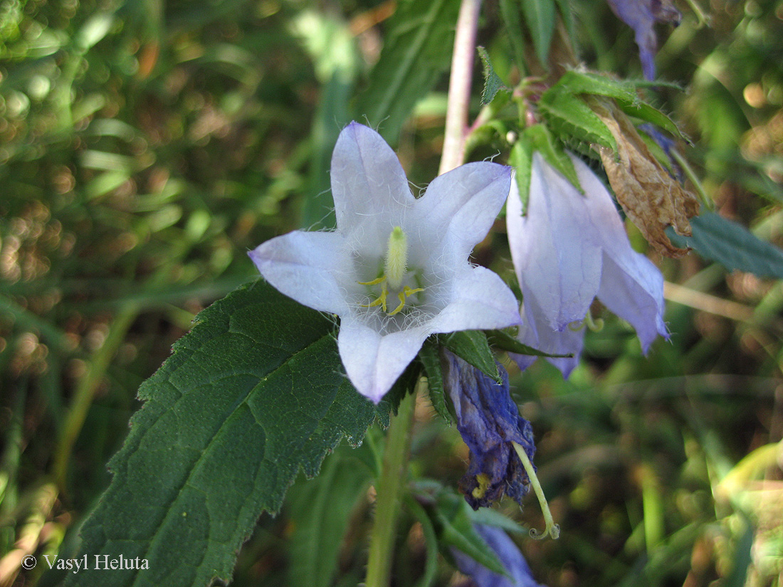 Image of Campanula trachelium specimen.