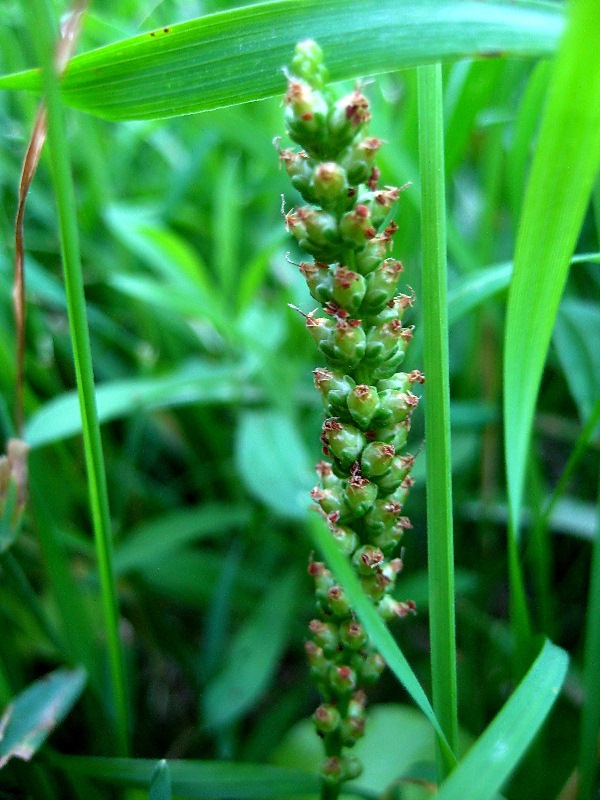 Изображение особи Plantago cornuti.