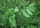 Salix myrsinifolia