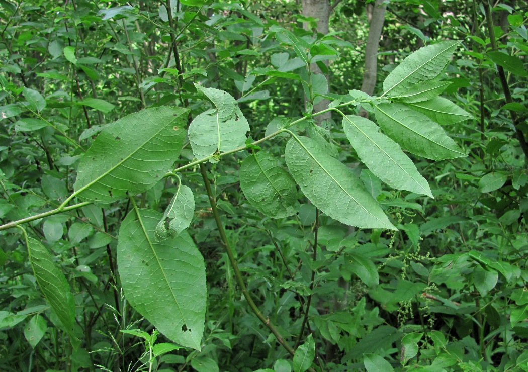 Image of Salix myrsinifolia specimen.