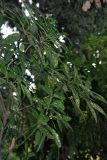 Aucuba japonica