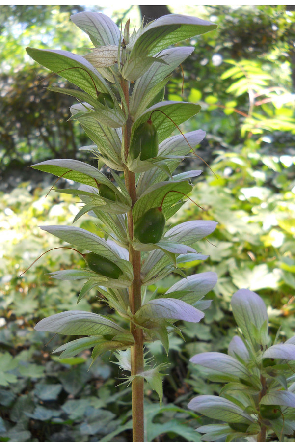 Image of Acanthus mollis specimen.