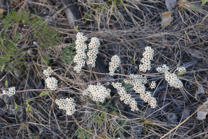 Image of Spiraea aquilegifolia specimen.