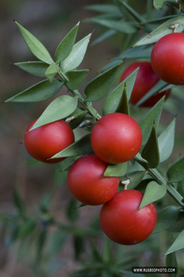 Изображение особи Ruscus aculeatus.