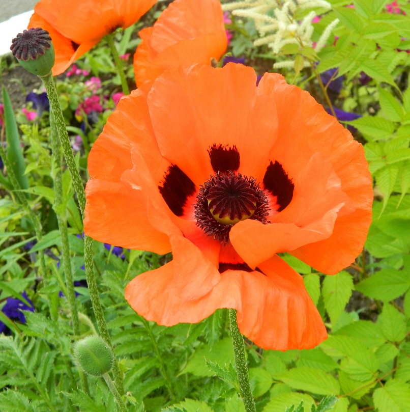 Image of Papaver bracteatum specimen.