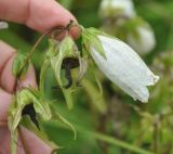 Campanula punctata