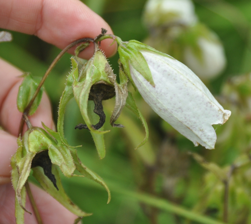 Image of Campanula punctata specimen.