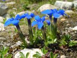 Gentiana angulosa