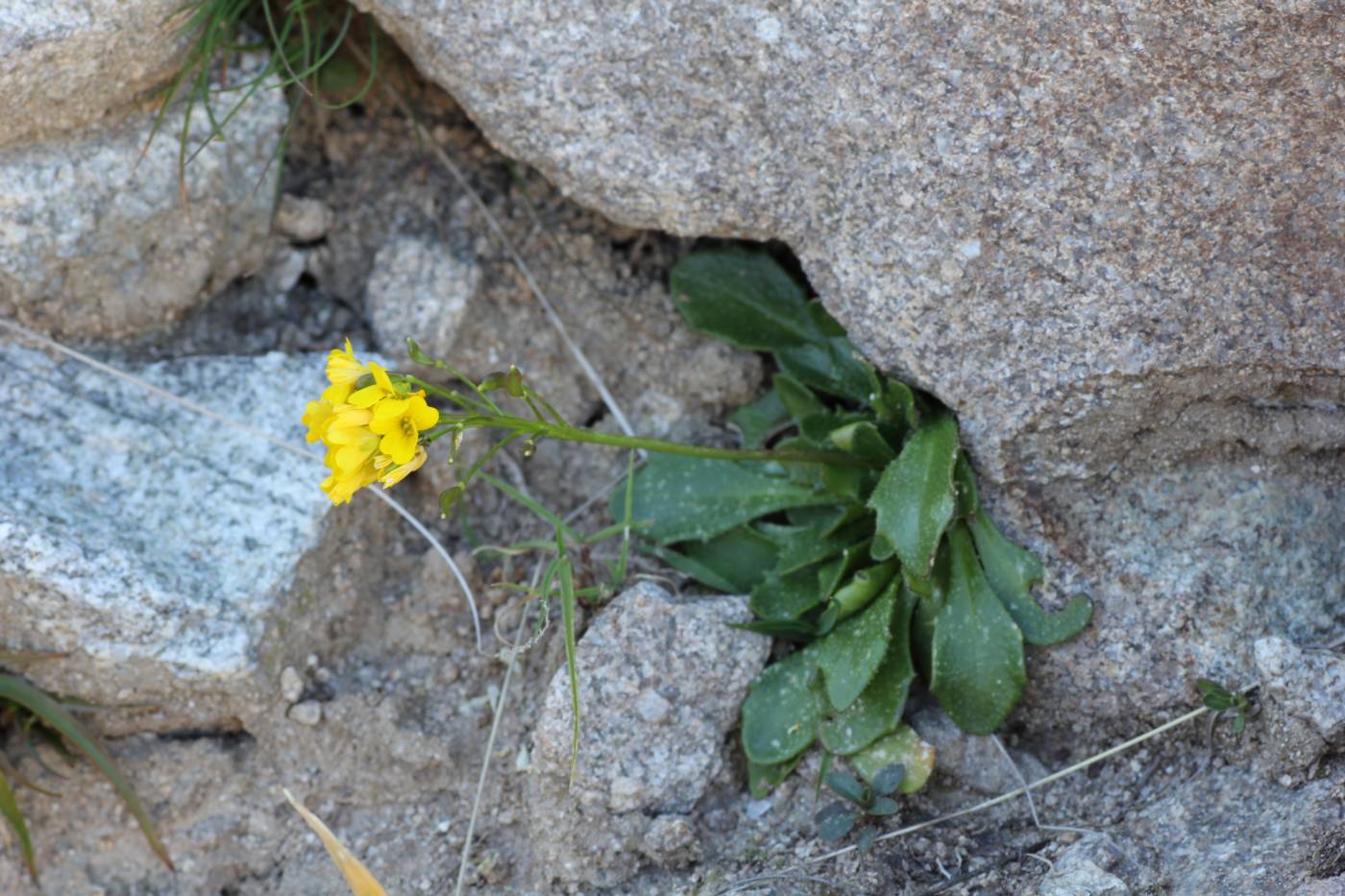 Image of Draba hispida specimen.