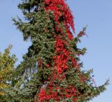 Picea omorika. Средняя часть кроны взрослого дерева (на переднем плане побеги девичьего винограда с листьями в осенней окраске). Германия, г. Кемпен, в частном саду. 19.10.2012.