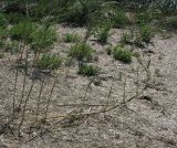 Phragmites australis. Обнажённое ползучее корневище. Крым, берег оз. Сиваш. 22.05.2012.