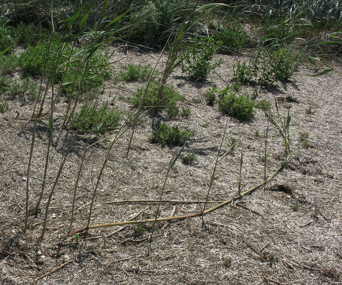 Image of Phragmites australis specimen.