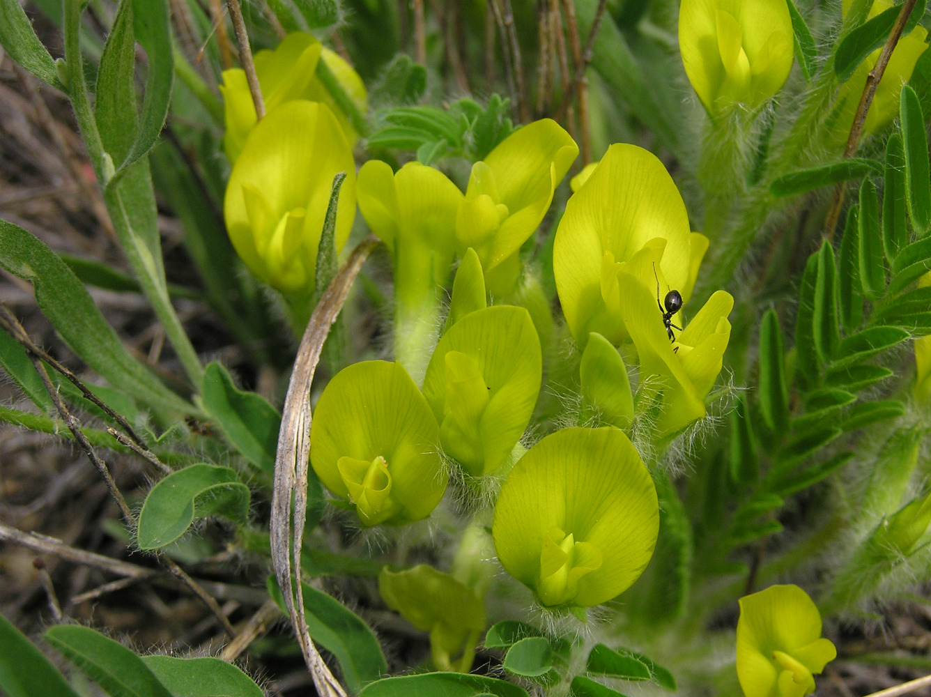 Изображение особи Astragalus henningii.