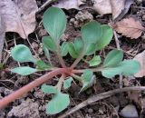 Corydalis ledebouriana