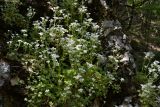 Saxifraga irrigua