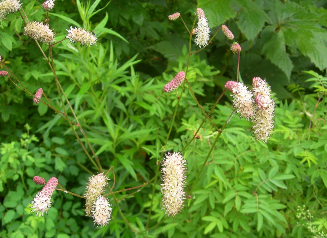 Image of Sanguisorba tenuifolia specimen.