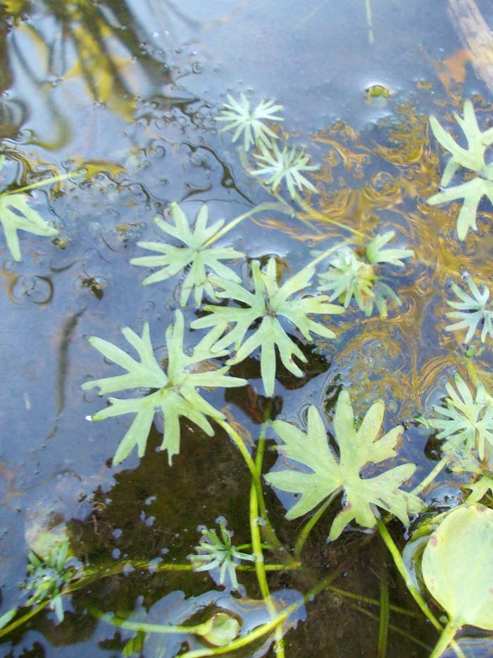 Image of Ranunculus gmelinii specimen.