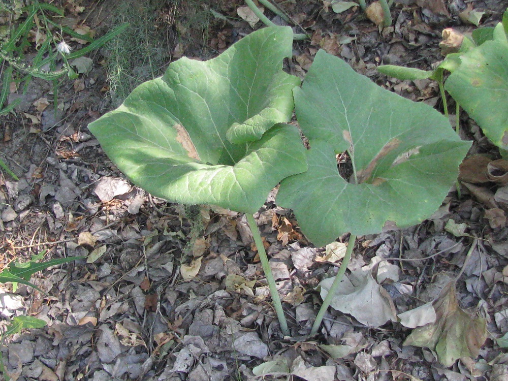 Image of Petasites spurius specimen.