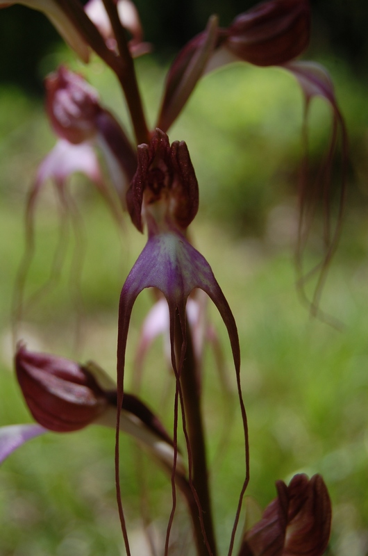 Изображение особи Himantoglossum comperianum.