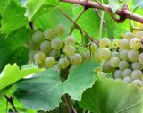 Vitis vinifera. Часть лозы с соплодиями. Хорватия, Истрия, пос. Баньоле, палисадник. 03.09.2012.