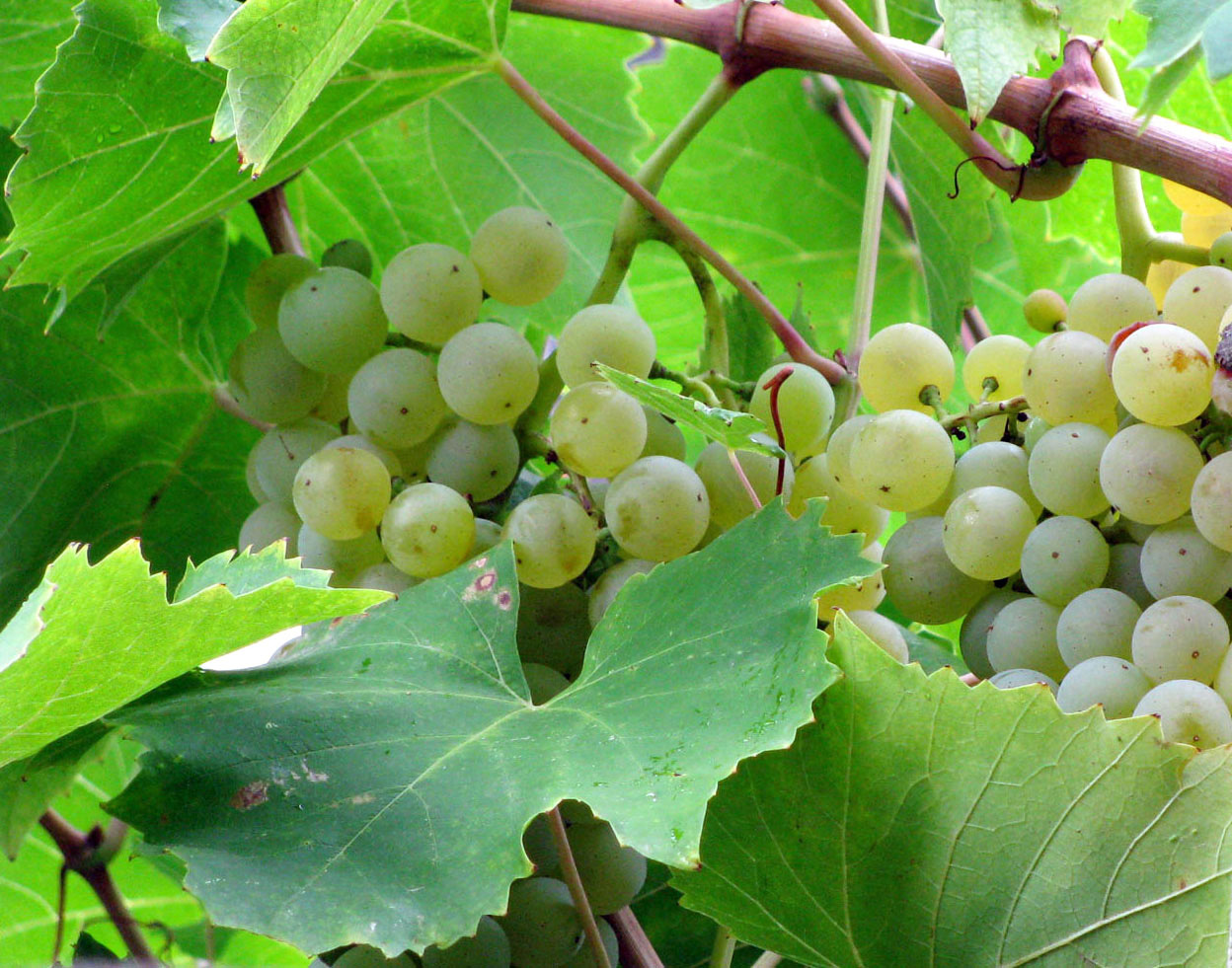 Изображение особи Vitis vinifera.