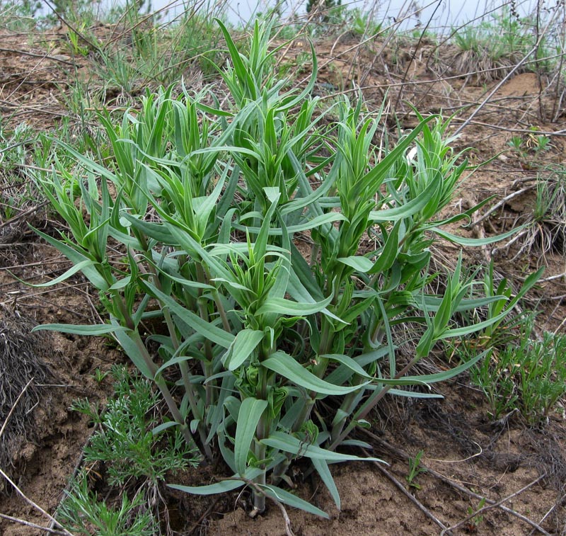 Image of Gypsophila paniculata specimen.